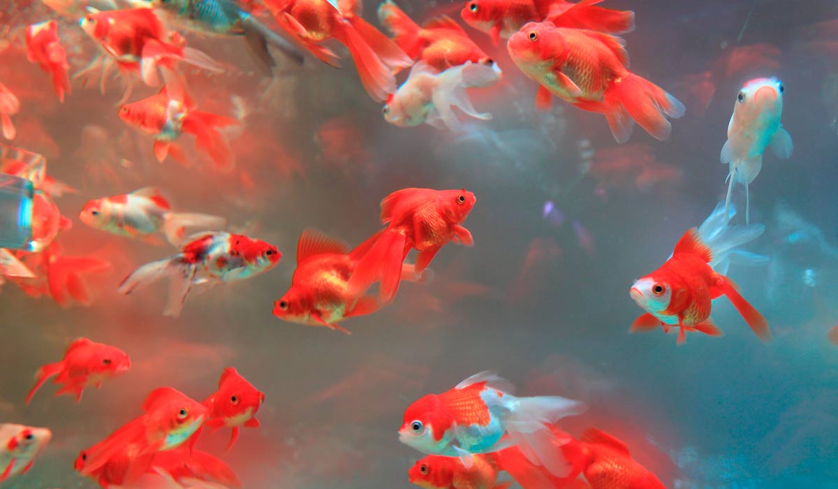 Peixes ornamentais