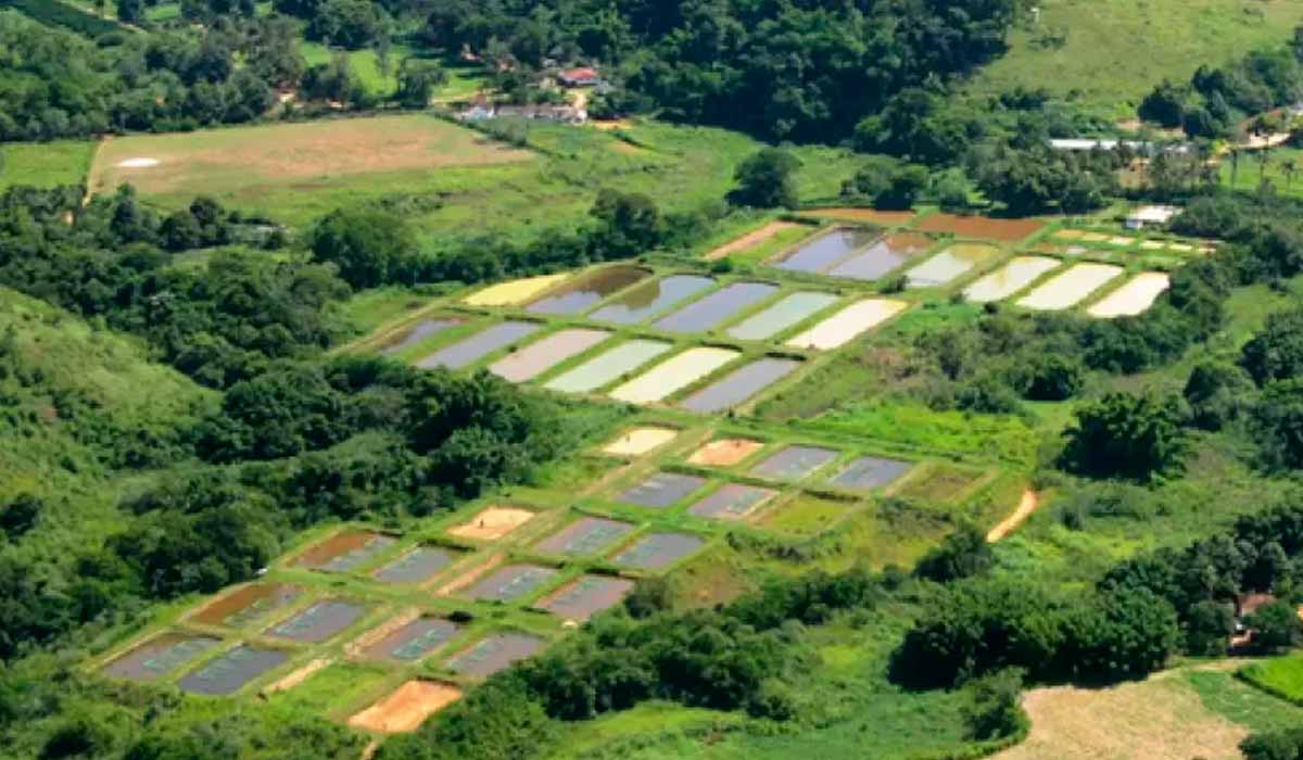 Centro de Referência em Piscicultura Ornamental de Água Doce em Leopoldina, MG