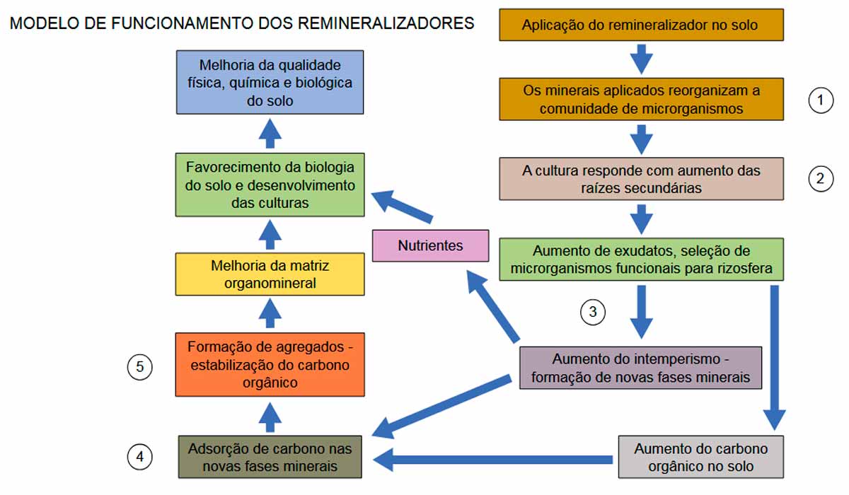 Modelo de funcionamento dos remineralizadores - Fonte: Eduardo de Souza Martins