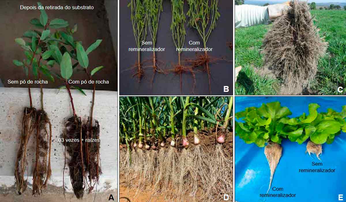 Imagens de raízes de plantas cultivadas com e sem mineralizador: A - Eucalipto; B - Soja; C - Braquiária; D - Alho; E - Alface - Fonte: Eduardo de Souza Martins, Pablo Rodrigo Hardoim e Éder de Souza Martins
