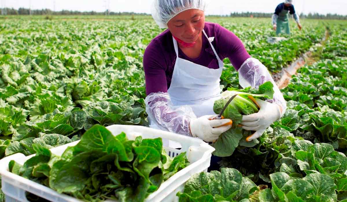Preparando a colheita para comercialização