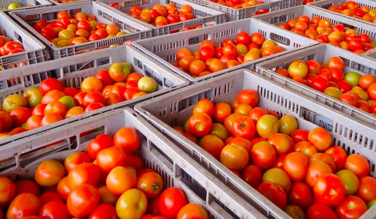Hora de comercializar os tomates recém colhidos