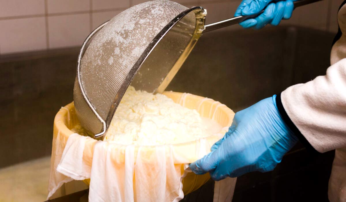 O leite cru, utilizado na fabricação dos queijos artesanais, precisa ser obtido em condições que garantam sua qualidade e segurança