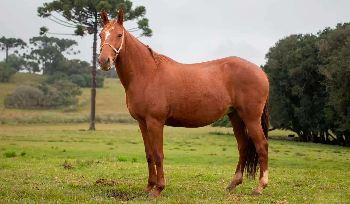 Cavalo campeiro - Foto: Fazenda Nossa Senhora do Carmo do Guarda Mor