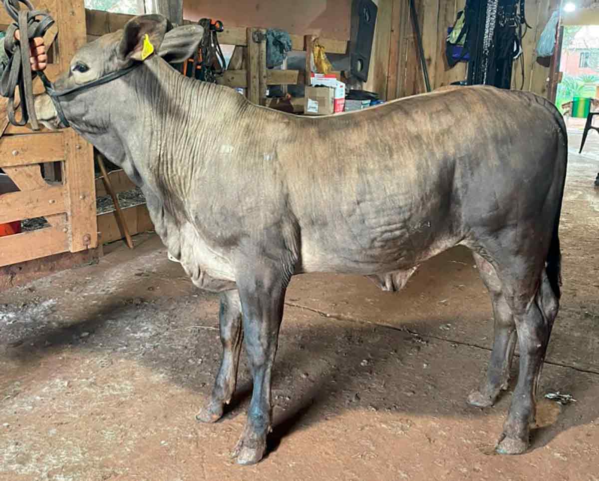 A terneira da raça Greyman