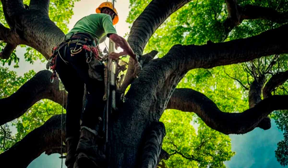 Profissional arborista em trabalho de poda em altura