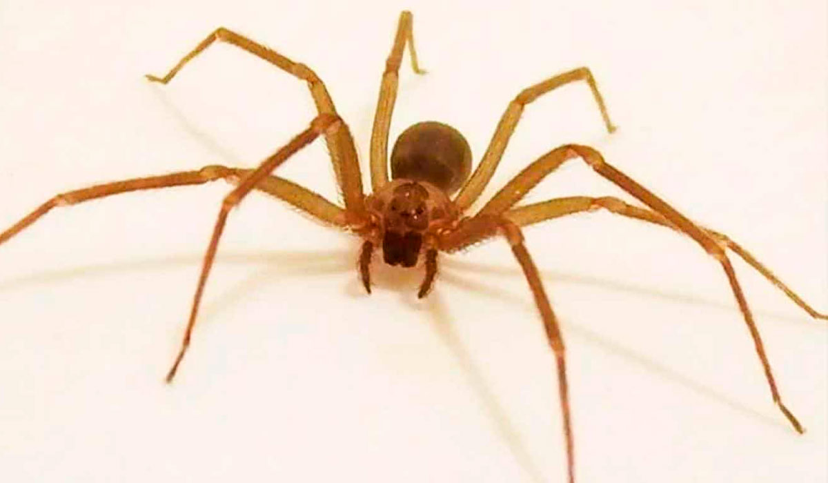 Aranha marrom (Loxosceles laeta) Aranha marrom (Loxosceles laeta)