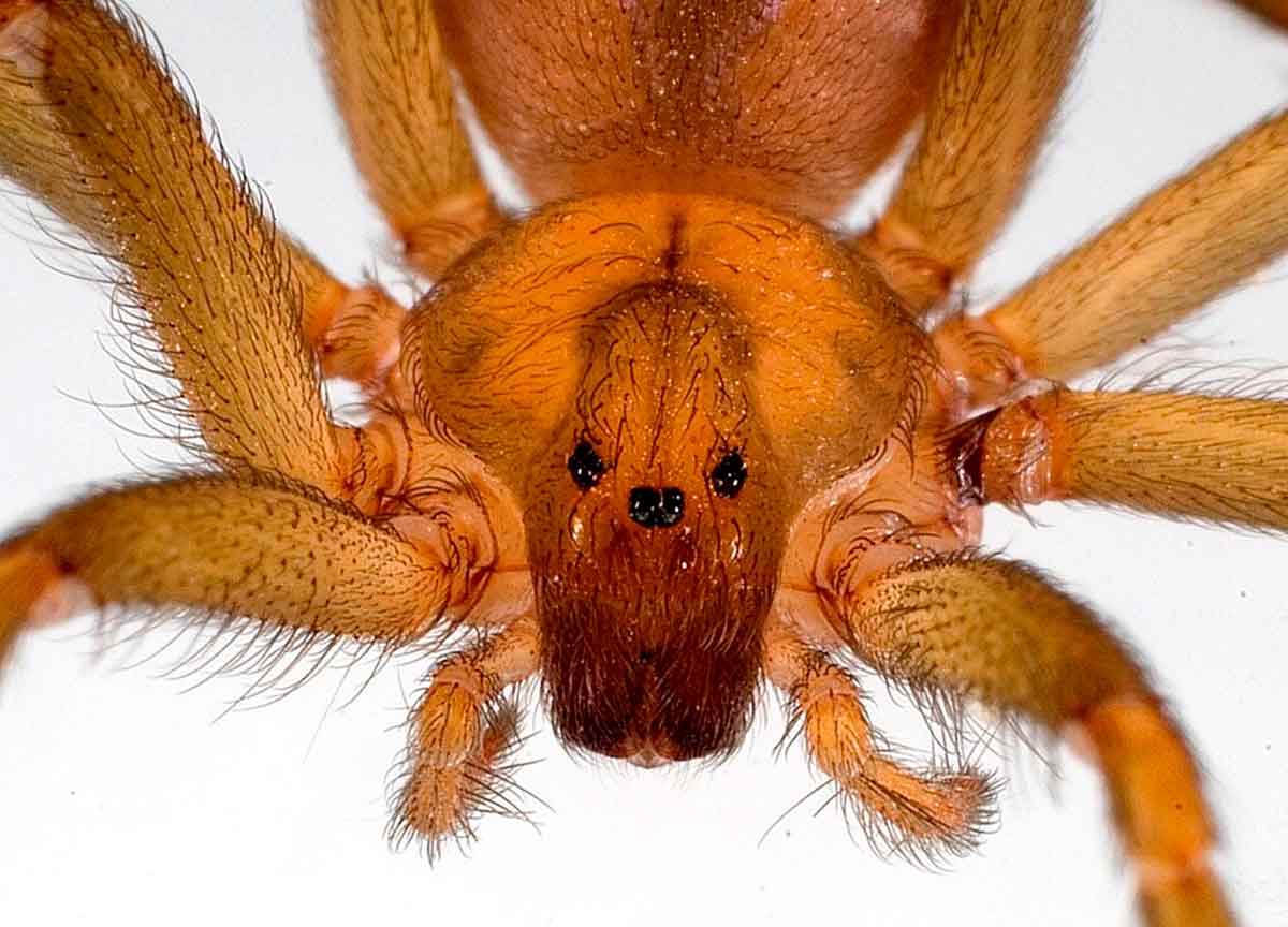 Os seis olhos da aranha, dispostos em pares, e a distintiva mancha no cefalotórax são detalhes que contribuem para sua identificação - Foto: Jonathan Coddington Os seis olhos da aranha, dispostos em pares, e a distintiva mancha no cefalotórax são detalhes que contribuem para sua identificação - Foto: Jonathan Coddington