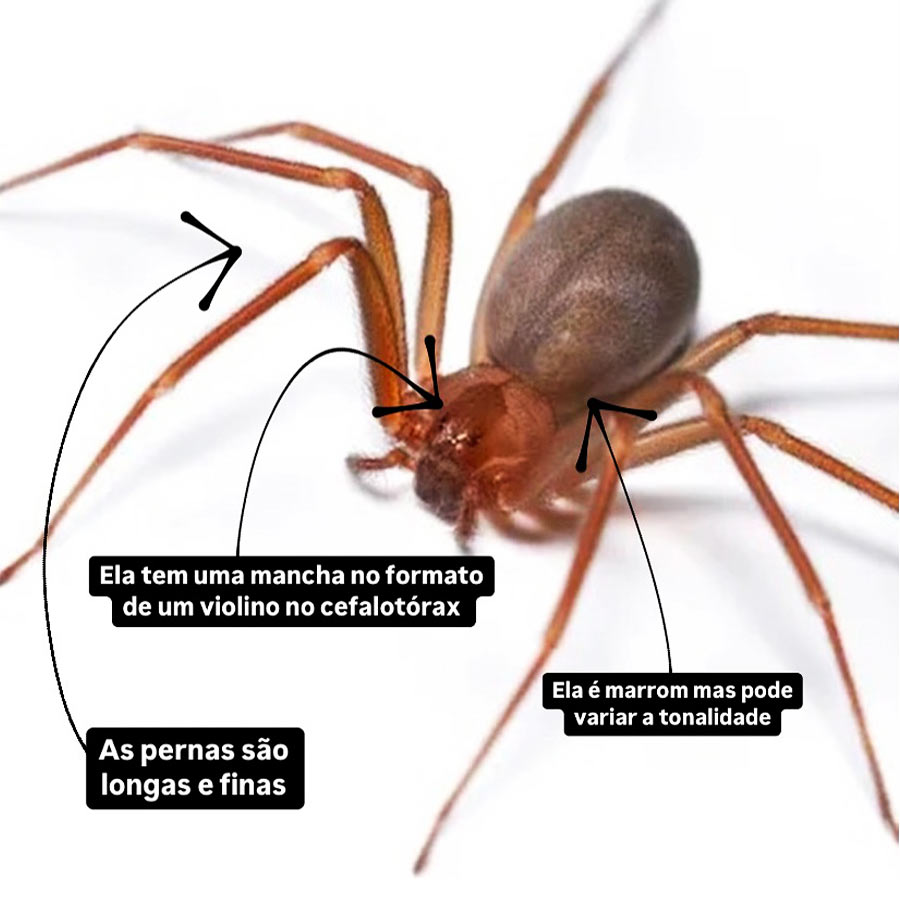 Características da aranha marrom Características da aranha marrom
