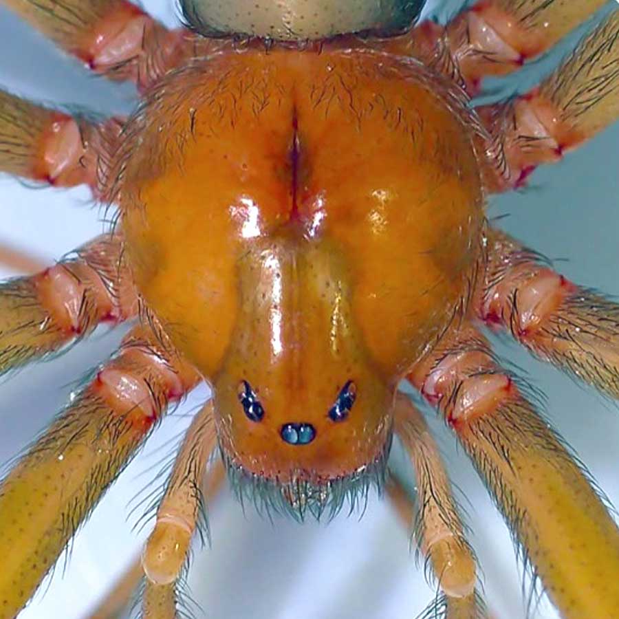 O violino característico no cefalotórax O violino característico no cefalotórax