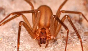 Aranha marrom (Loxosceles laeta) - Foto: Matt Bertone