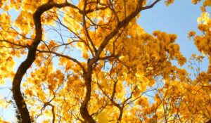 Copa florida de ipê amarelo