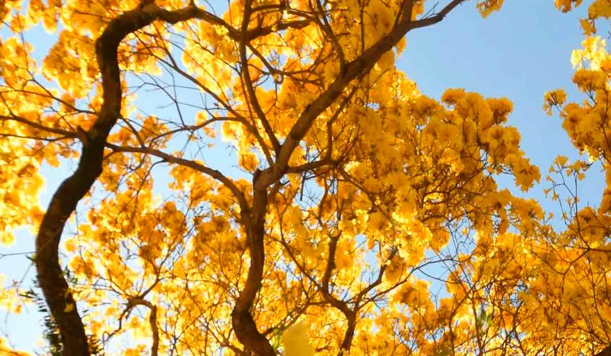 Coletânea oferece diretrizes para arborização urbana no Brasil