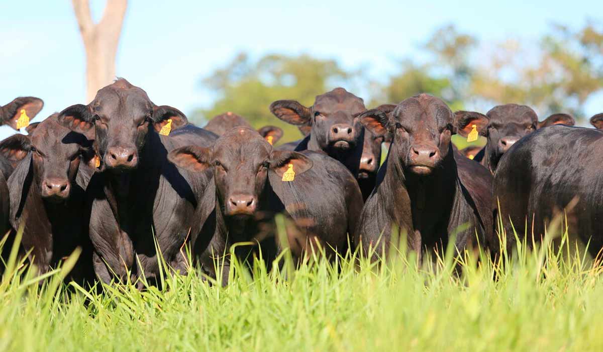 Pesquisa desenvolve bovinos mais resistentes ao carrapato