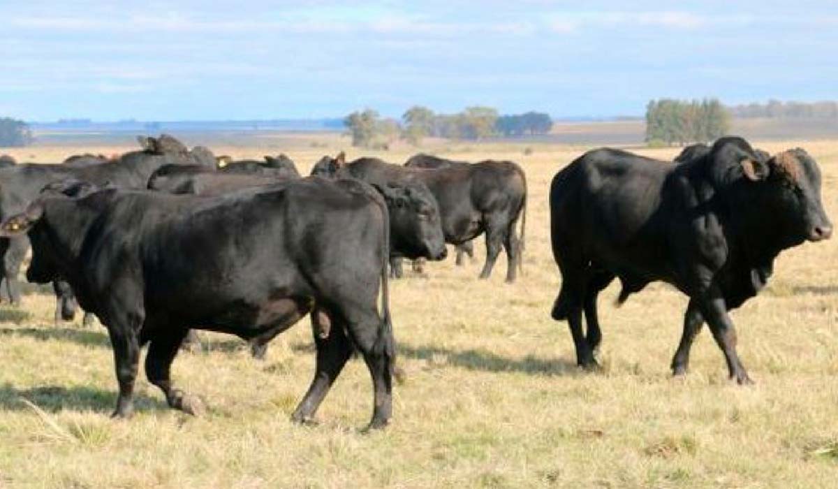 Animais brangus a campo