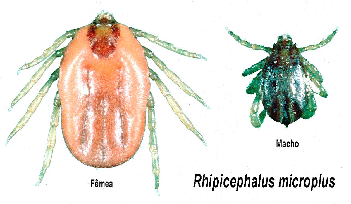 O carrapato Rhipicephalus microplus