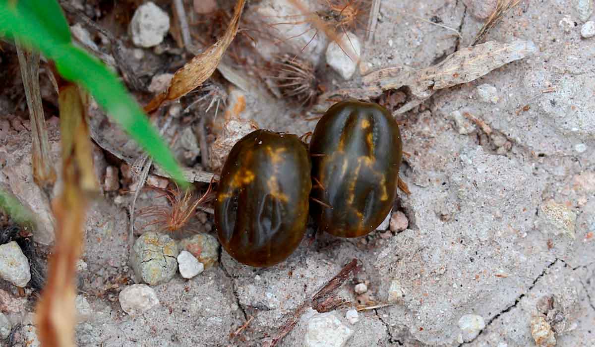 Fêmeas do carrapato Rhipicephalus microplus no solo