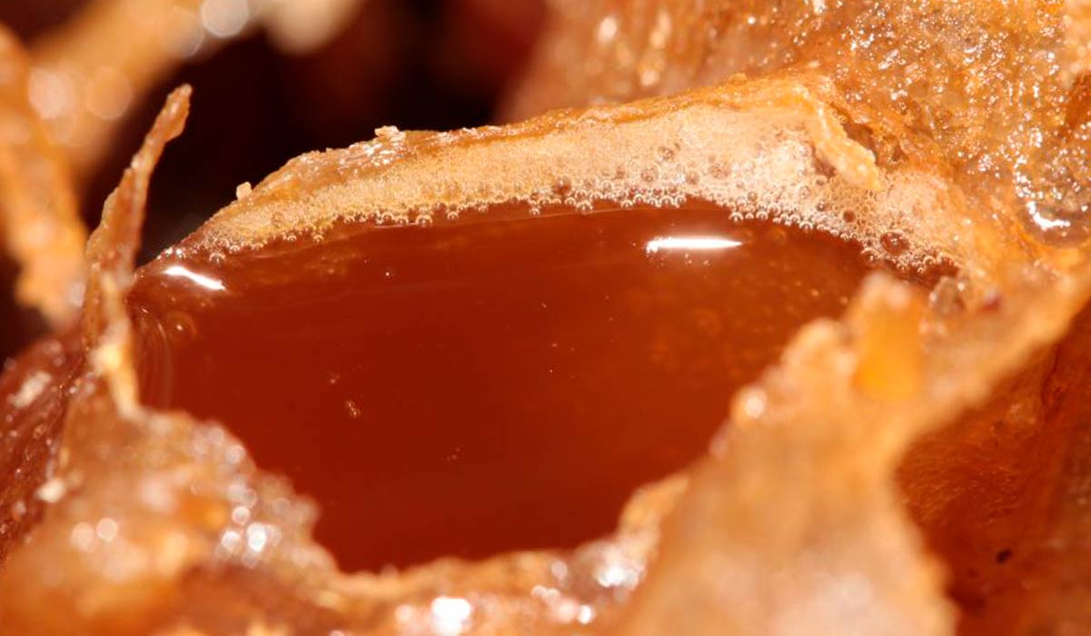 Meliponicultura – Tecnologia brasileira garante pureza e origem do mel