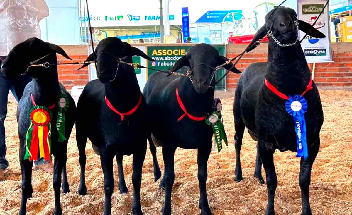 Os animais são uma atração especial da feira. A organização projeta negócios na casa de R$ 7 bilhões e expectativa de 400 mil visitantes - Foto: Ovinopar