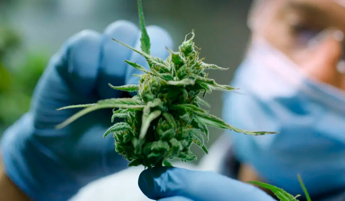 Todos os usos da cannabis serão apresentados no evento