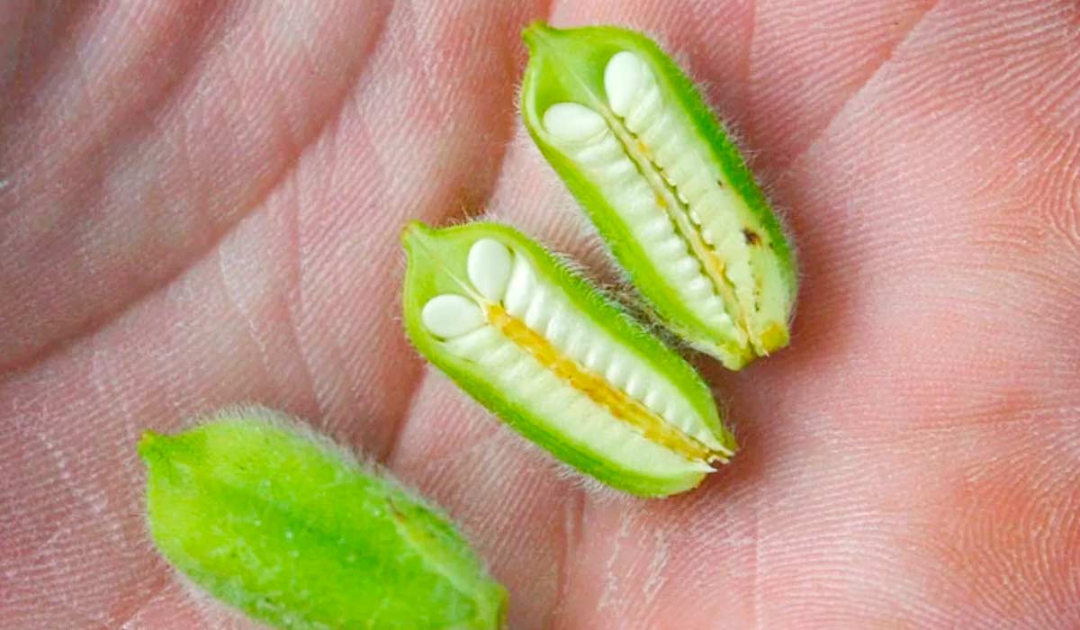 Frutos e grãos em formação