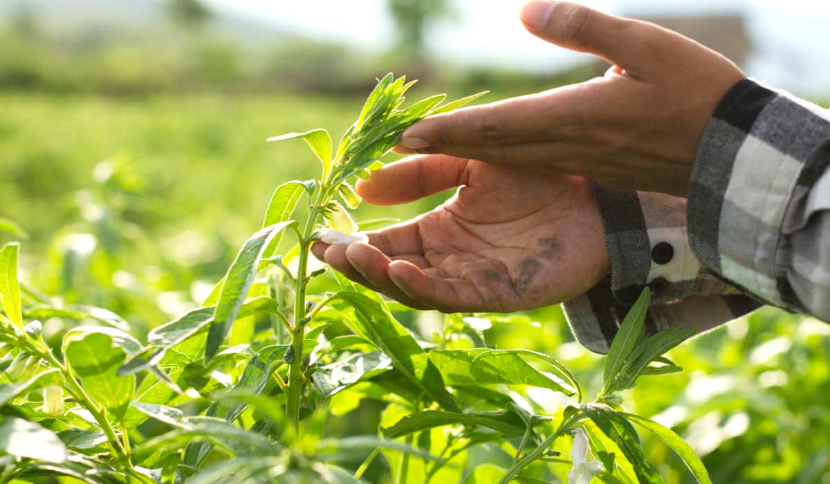 Gergelim – O astro das segundas safras