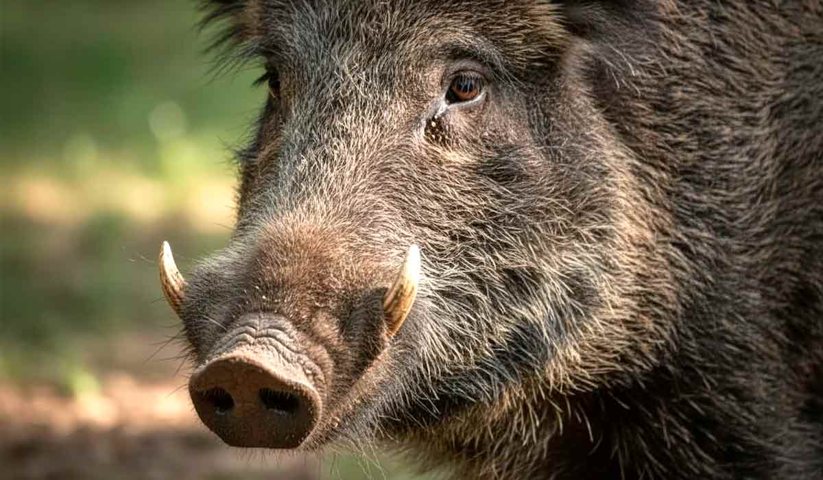 Javali europeu (Sus scrofa)