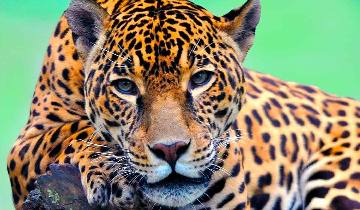 Ciência – Clonagem pode ser a chave para salvar a onça-pintada da extinção