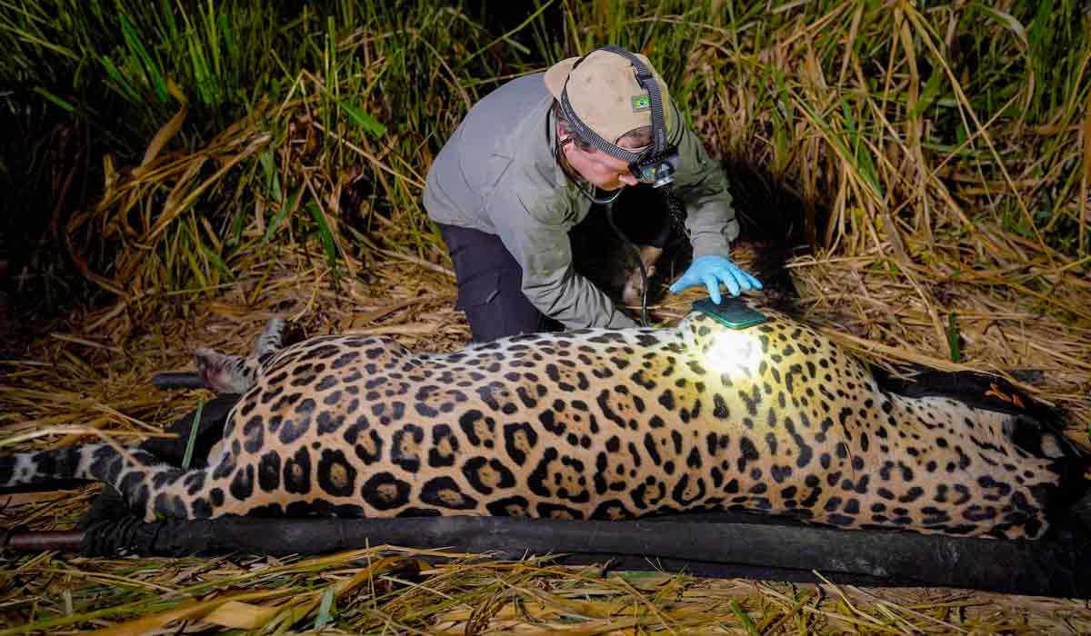 O pesquisador Gediendson Ribeiro de Araujo escuta o coração de uma onça-pintada macho Leonço, capturada para coleta de material biológico e genético - Foto: Gustavo Fonseca