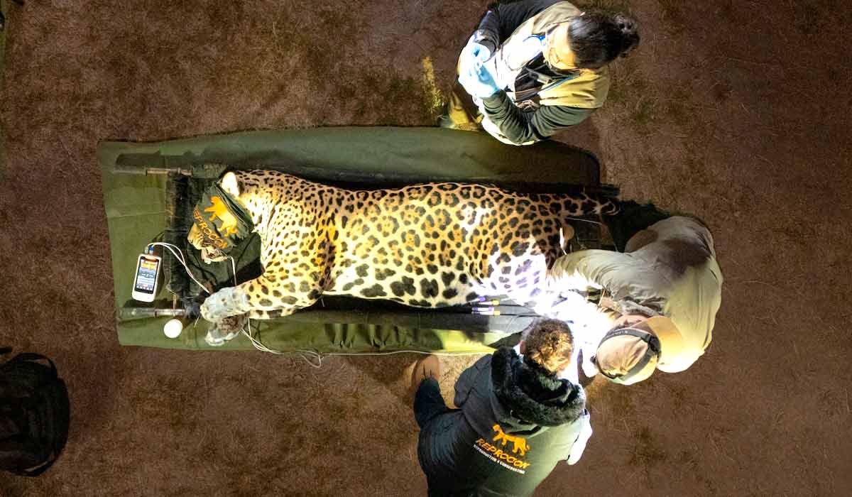 Pesquisadores do Reprocon coletam material genético e biológico da onça Leonço para posterior utilização em técnicas de reprodução assistida da espécie - Foto: Gustavo Fonseca