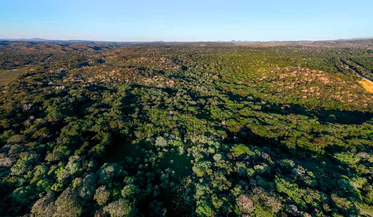 Vista aérea da Fazenda Bodoquena, em Miranda, MS. Com mais de 70 mil hectares, a fazenda concilia criação de gado e conservação de biodiversidade - Foto: Gustavo Fonseca