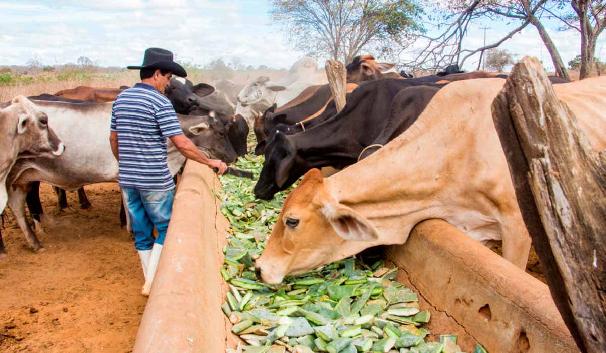 Animais se alimentando com palma forrageira no cocho Animais se alimentando com palma forrageira no cocho
