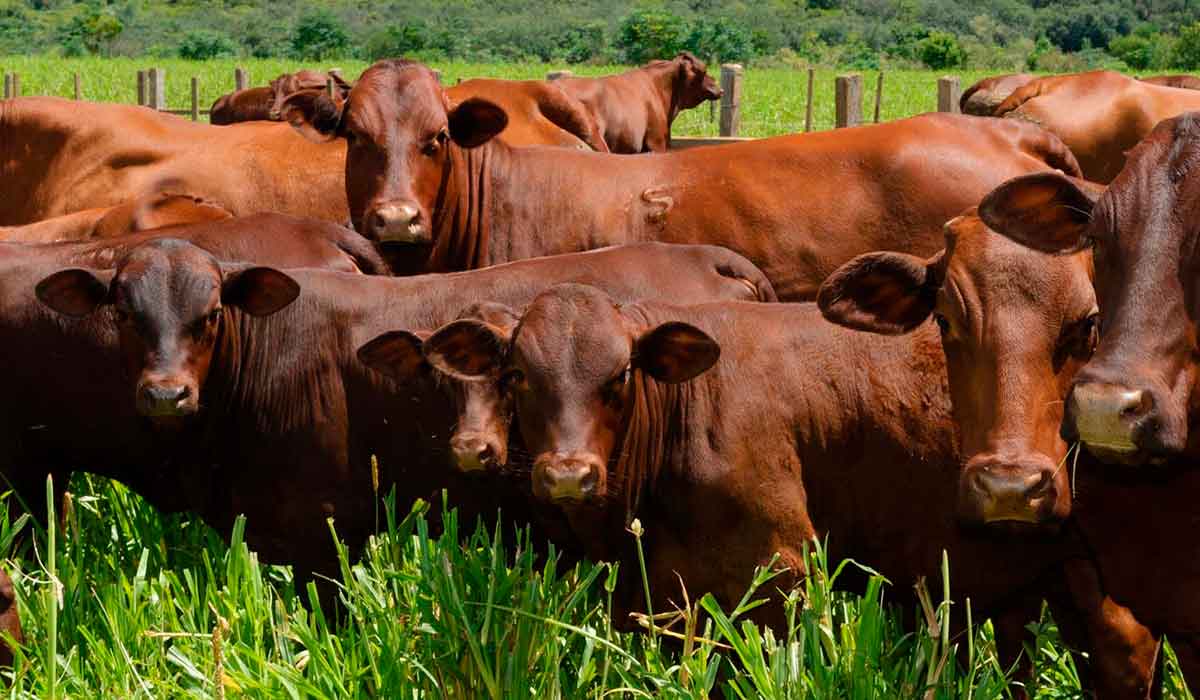Santa gertrudis dá mais um passo importante para aexpansão nacional da raça Santa gertrudis dá mais um passo importante para aexpansão nacional da raça