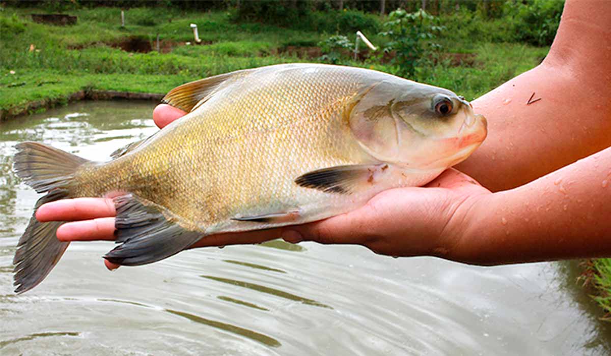 O tambaqui é o peixe amazônico mais criado no Brasil O tambaqui é o peixe amazônico mais criado no Brasil