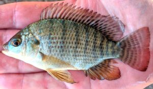 A tilápia (Oreochromis niloticus)