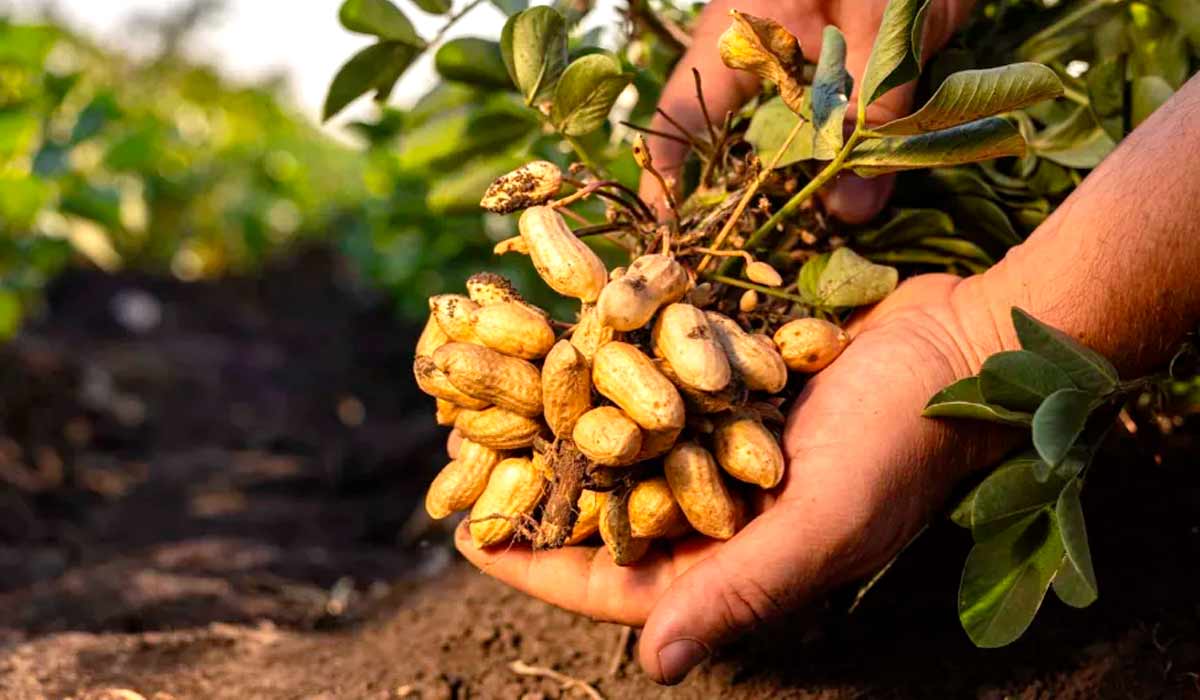 Punhado de amendoim colhido nas mãos do produtor Punhado de amendoim colhido nas mãos do produtor