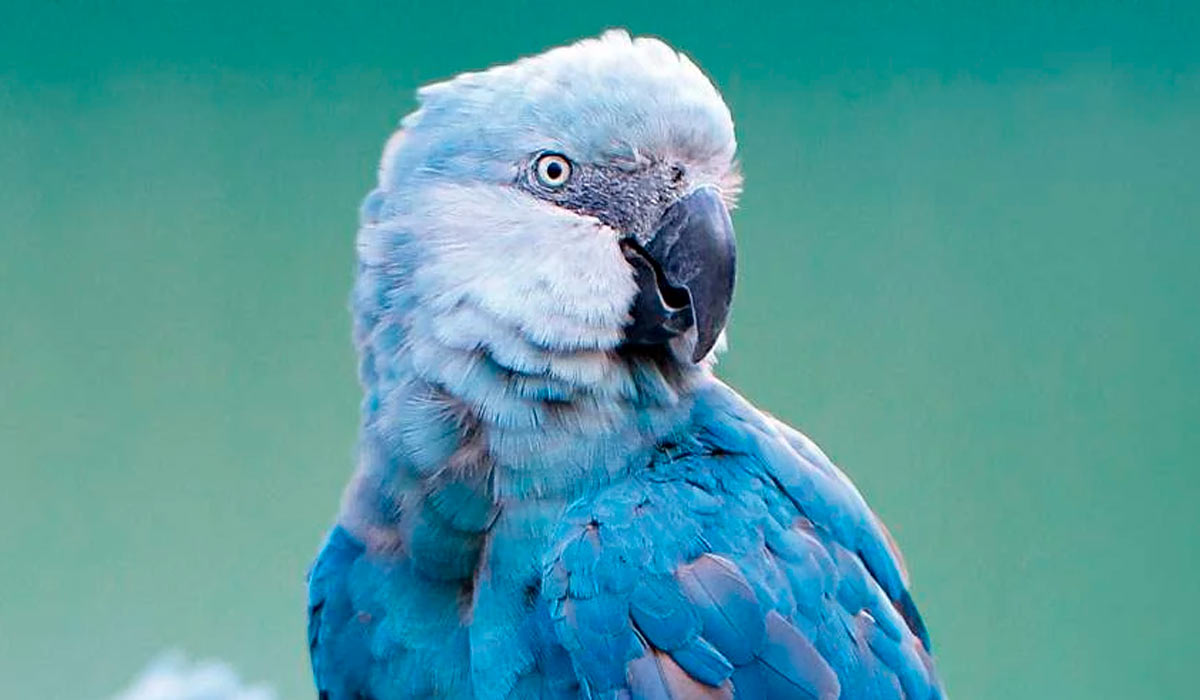 Ararinha-azul (Cyanopsitta spixii)