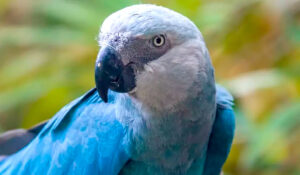 Ararinha-azul (Cyanopsitta spixii)
