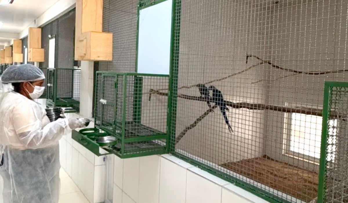 Criadouro Ararinha-azul