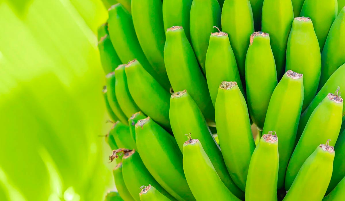 Curso gratuito para identificar pragas e doenças na bananeira