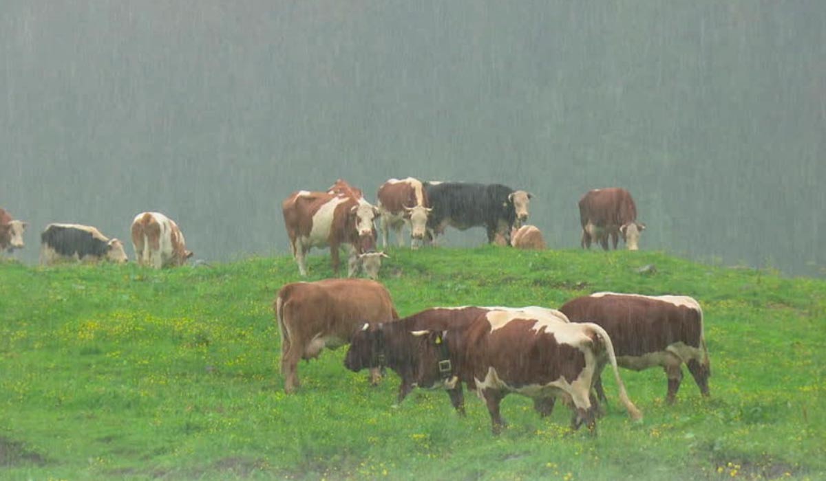 Período das águas exige cuidado com sanidade das vacas