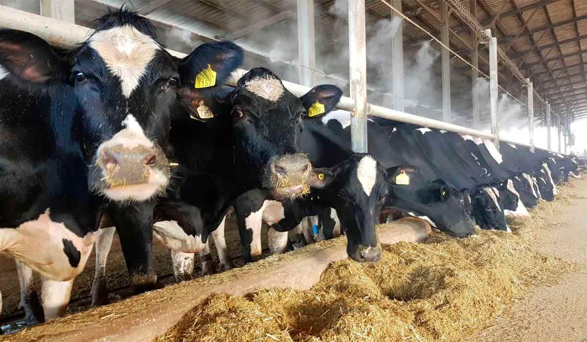 Atente pra uma dieta adequada e equilibrada para as vacas Atente pra uma dieta adequada e equilibrada para as vacas