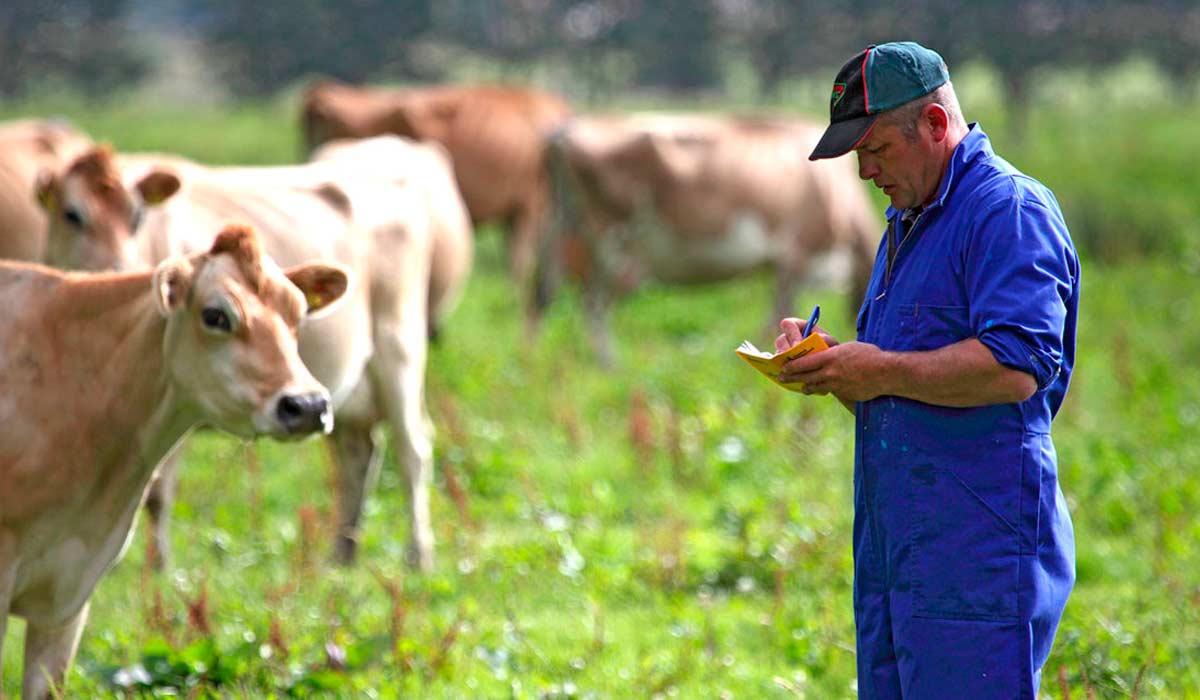 Pessoal de campo bem treinado é fundamental para garantir o bem estar das vacas de leite Pessoal de campo bem treinado é fundamental para garantir o bem estar das vacas de leite