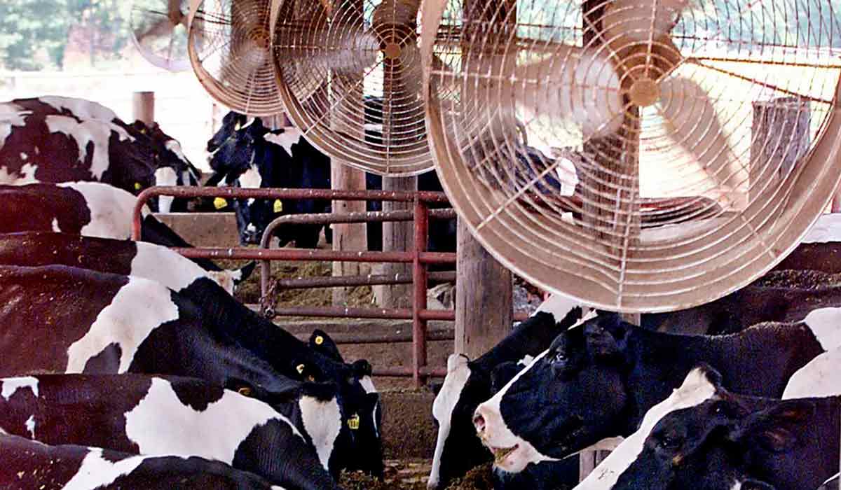 Evite o manejo durante o calor excessivo e utilize sistemas de resfriamento, como nebulizadores e ventiladores Evite o manejo durante o calor excessivo e utilize sistemas de resfriamento, como nebulizadores e ventiladores