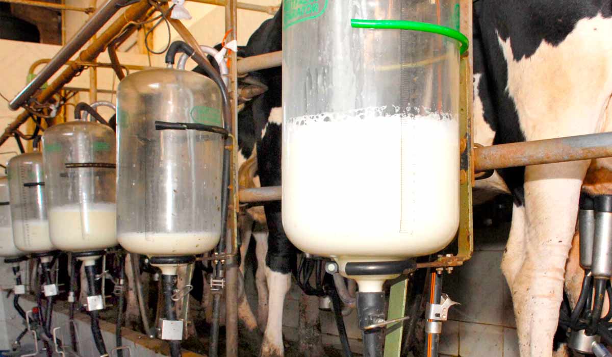 Mesmo com tecnologia, crise ameaça o setor leiteiro Mesmo com tecnologia, crise ameaça o setor leiteiro