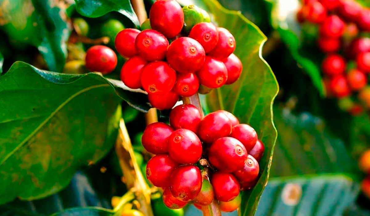 Café de alta qualidade com a aplicação de técnicas sustentáveis