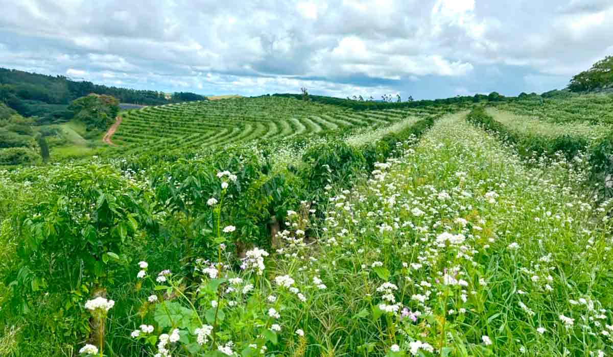 Métodos que protegem o solo como o plantio das mais variadas plantas (amendoim forrageiro, feijão, fava, guandu, labe-labe, siratro, híbrido de java, dentre outras) entre as ruas do café vem sendo adotados pelos cafeicultores Métodos que protegem o solo como o plantio das mais variadas plantas (amendoim forrageiro, feijão, fava, guandu, labe-labe, siratro, híbrido de java, dentre outras) entre as ruas do café vem sendo adotados pelos cafeicultores