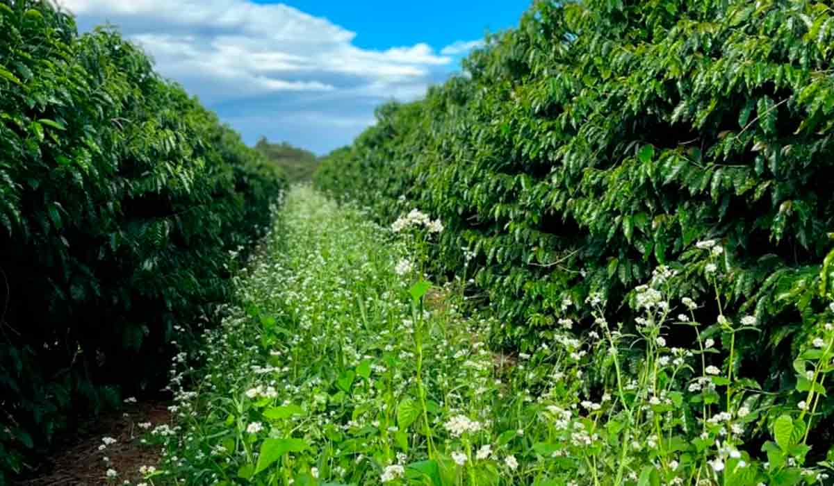 A palha e os restos das plantas de cobertura, quando roçadas no tempo certo, ficam sob os pés, levando nutrientes e preservando a umidade do solo A palha e os restos das plantas de cobertura, quando roçadas no tempo certo, ficam sob os pés, levando nutrientes e preservando a umidade do solo