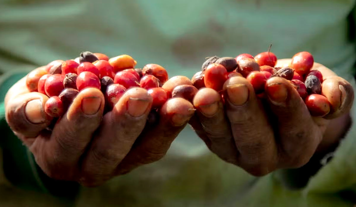 A agricultura regenerativa representa uma abordagem transformadora para a cafeicultura, com foco na melhoria da saúde do solo, na captura de carbono e na promoção da biodiversidade A agricultura regenerativa representa uma abordagem transformadora para a cafeicultura, com foco na melhoria da saúde do solo, na captura de carbono e na promoção da biodiversidade