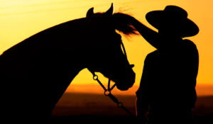 Cavalo crioulo